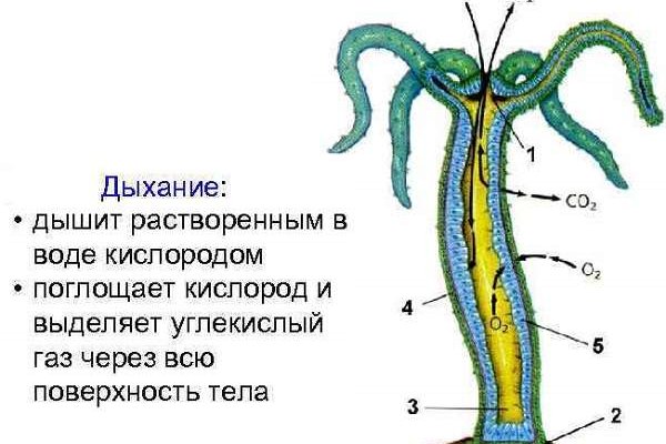 Кракен сайт ссылка kraken dark link